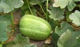 甜瓜概念爆料视频